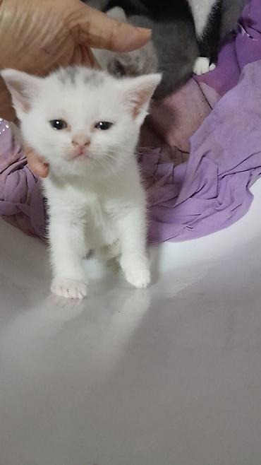 Pişiklər: Erkək, Dişi, Yaxşı əllərə, Ünvandan götürmə, Ödənişli çatdırılma, Rayonlara çatdırılma — 2