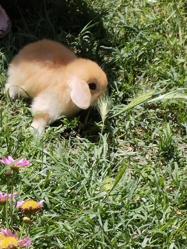 kaliforniya dovşanı: Holland lop karlik dovsanlari satılır qulaqi sallaqdi bir ayliqdlar