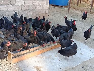 Toyuq, Australorp, Yumurtalıq lalafo.az -da Toyuq, Australorp, Yumurtalıq