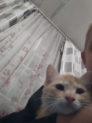 сеператор для биогумуса: Котята получины к лоткуфх