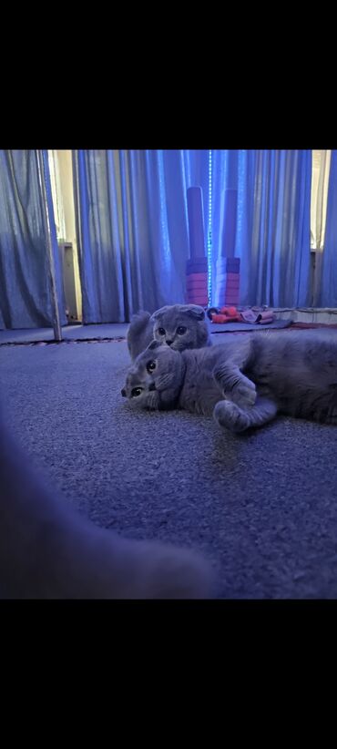 хочу купить кошку: Срочно! Срочно! Питомник шотландской породы! Остался один ласковый