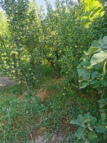 Продажа домов: Дом, 1200 м², 4 комнаты, Собственник, Косметический ремонт — 10