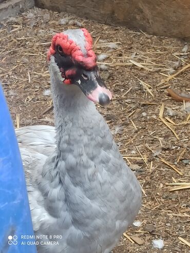 Другие с/х животные: Утята Индоутки Тяжёлая Линия. Индоутята. Фендибоберных Солидных — 6