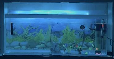 akvarium işığı: Şüşə akvarium – geniş ölçülü, dekorativ fonlu Uzunluq - 110 Eni - 28.5 — 1