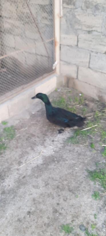 keci heyvan: 10 ayliq Kayuqa ordeyi.35 manat.Barter var.unvan Kurdexani — 2