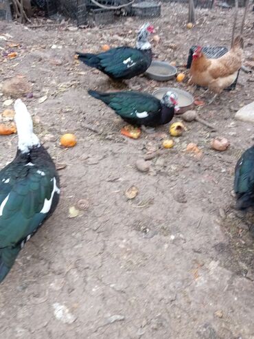 Ördəklər: Ördəklər — 7