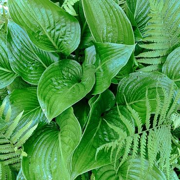 Садовые цветы и кустарники: Саженцы цветка: Флоксы — 13