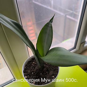 Другие комнатные растения: Цветы, Комнатные растения, название,цены указаны на фото, район — 11