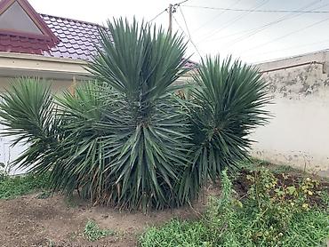 nar ciceyi: Dekorativ Yucca kolları – iri ölçülü, çoxgövdəli, sərt uclu tünd-yaşıl — 1