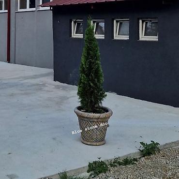 cvijece eva: Dekorativna saksija sa čempresom/tujom - Visoka, elegantna zimzelena — 1
