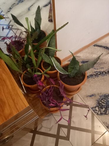 Otaq bitkiləri: İç məkan üçün canlı dekorativ güllər və sukulentlər - Amaryllis — 8