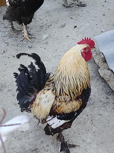 toyoq ve xoruz: Məhsul: Ayaqları tüklü xoruzlar (fotoşəkillərdə görünən müxtəlif — 3