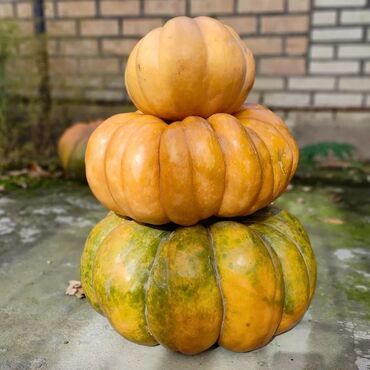 тыква оптом: Тыква мускатная, ребристая, крупноплодная (тип «витаминная/кексы»)