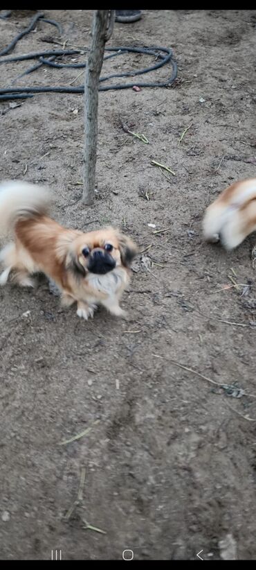 İtlər: Pekines, 1 il, Dişi, Peyvəndli, Ünvandan götürmə — 2