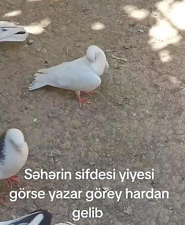 bulbul quşu satışı: Tutulma mayadı meydini tutmuwam təcili pul lazimdi deyen satılır — 3