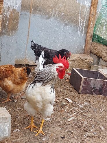 ağ afcarka: Xoruz, il: 1, Ünvandan götürmə