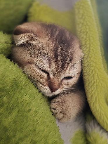 Pişiklər: Britan yastı qulaq, Erkək — 9