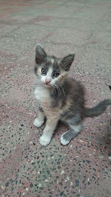 pers pisiyi: Yaxşı əllərə — 1