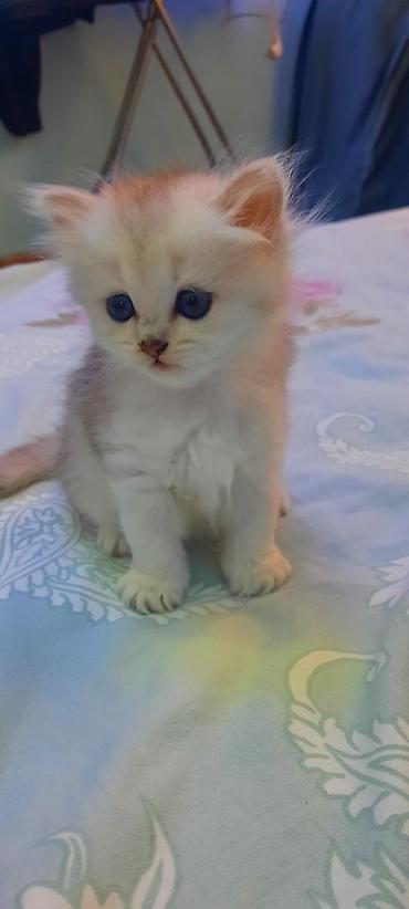 Pişiklər: Şinşilla — 5