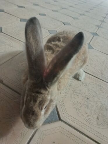 Декоративные кролики: Срочно продается оптом Кролика 4 самки 1 самец парода 3 самка фландр и — 15