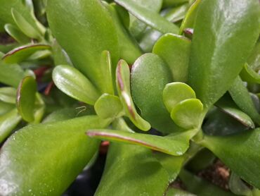 Vaze i saksije: Crassula Ovata, Drvo Novca, velika biljka sa prve, druge i trece je — 2