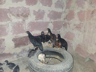 it sekilleri afcarka: Gördüyünüz təmiz qan cins xoruzdan olan cücəlır xoruz meydan görmüş — 5