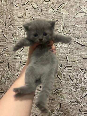 scottish fold satilir: Şotland yastı qulaq — 4