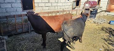 cücə və xoruz təmsil: Məhsul: 2 baş genç iribuynuzlu heyvan Təsvir: - İki baş cins — 1