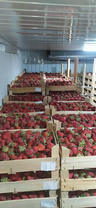 Клубника: Клубника — 11