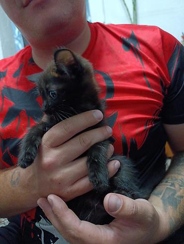 black cat: Отдам котят в добрые руки, возраст примерно 1,5–2 месяца. Черный - — 6