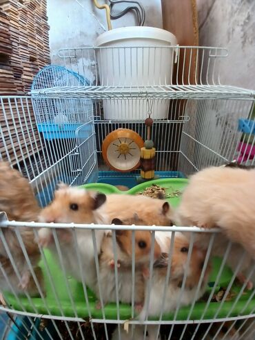 Gəmiricilər: Angora növ xamyak hemstr mehriban növüdür dişləmirlər uzun tükləri — 8