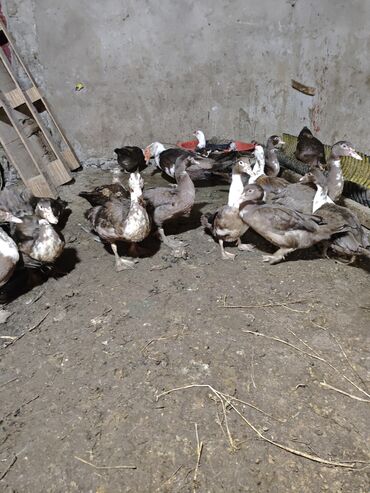 Ördəklər: Məhsul: ağ-qara və qəhvəyi-ağ rəng çalarlarında muskovi ördəklər — 3