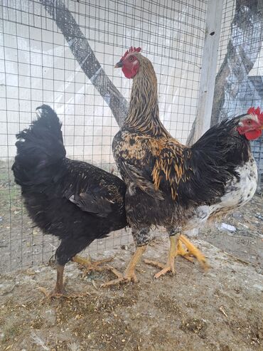 Toyuqlar: Son qiymey 16 m 1.6 temiz cekisi var Xüsusiyyətlər: - Bir neçə sağlam — 3