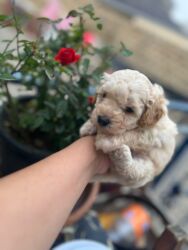 quru pişik yemi: 1 ay, Erkek