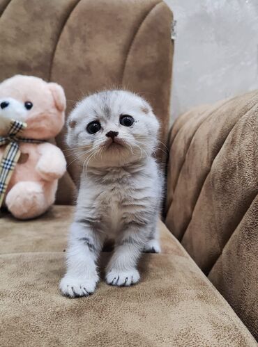 Pişiklər: Şotland yastı qulaq, Dişi, Yaxşı əllərə, Ünvandan götürmə, Pulsuz çatdırılma, Ödənişli çatdırılma — 5