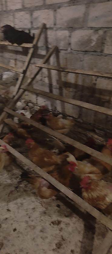alman afçarkasi: Orjinal ətlik və ildə 300+ yumurta verən lohmanbrovn alman toyuq cinsi — 5
