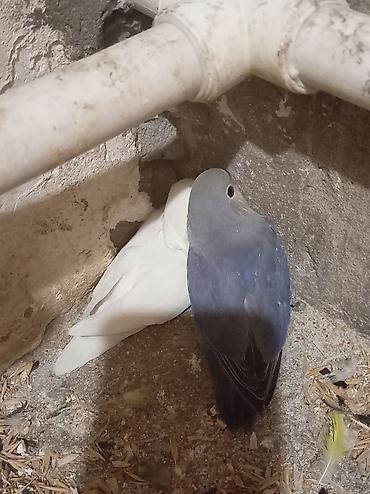 неразлучник: Nərgiz papağanları (lovebird) – cüt - Rənglər: biri qar dumanı-ağ — 4