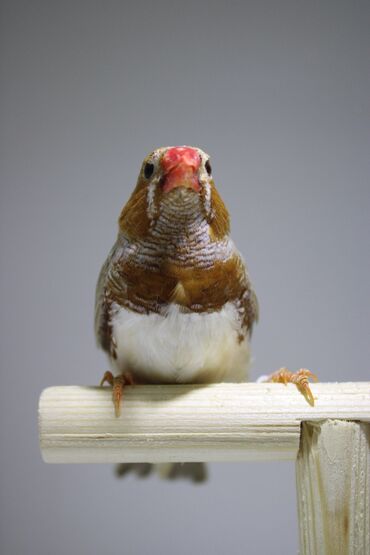 Amadinlər: Amadin quslari saglam ve hazir quslardir. cüt veya tek satilir. qiymet — 7