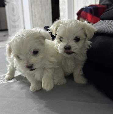 İtlər: Malta bolonka — 3