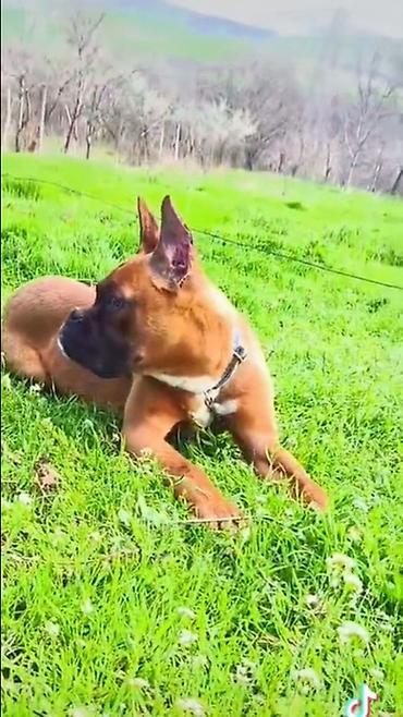 İtlər: Bokser -da lalafo.az — 3 İtlər: Bokser — 3