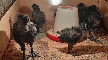 qus: AYAM GEMANI CUCELERI SATISDA
 055 955 05 20 
14AZN — 2