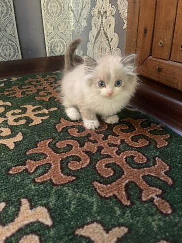 купить кошку сфинкс: Пухлый длинношёрстный котёнок с голубыми глазами и нежным