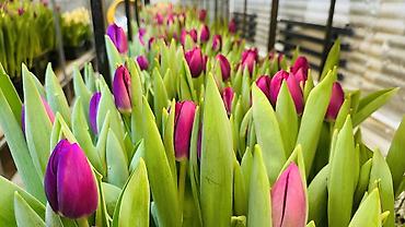 Букеты из живых цветов: ТЮЛЬПАНЫ ТЮЛЬПАНЫ ТЮЛЬПАНЫ на 8 марта. Бронь - Палитра: ярко‑желтые — 18