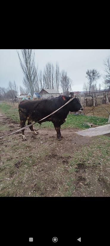 Коровы, быки: Продаю | Бык (самец) | Для разведения | Племенные — 1