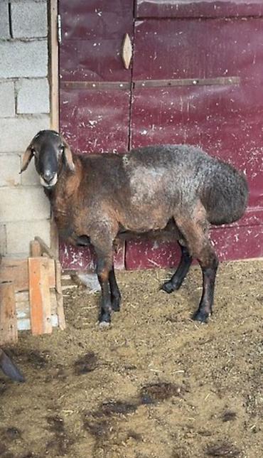 индюки в канте: Продаю | Баран (самец) — 1
