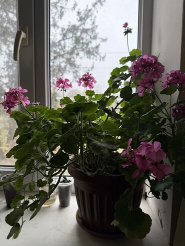 Денежное дерево: Крупные комнатные растения в горшках 1) Толстянка (денежное дерево) - — 6