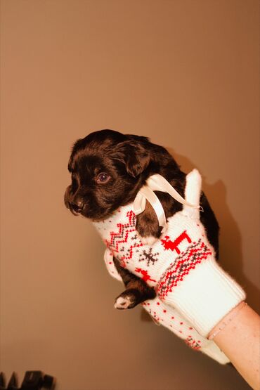 Продажа собак: 🎁 Ищете идеальный подарок к Новому году? Маленький хвостик, который — 13