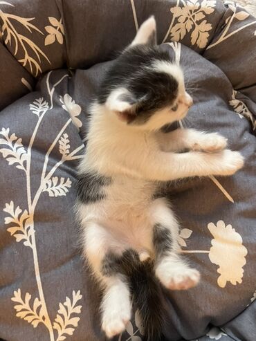 бенгальская кошка сколько стоит: Котёнок, короткошёрстный, окраса черно-белый с пятнышками. На фото —