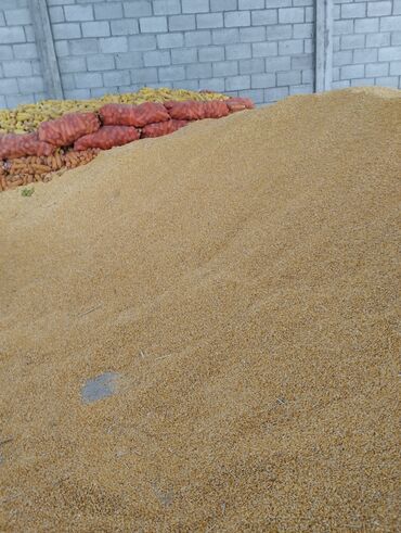 зерно кукуруза: Кукуруза 12%влажность 22тонны находится в сокулуке сорт пионер