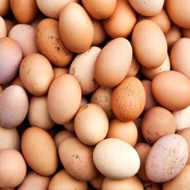 brama yumurta: Temiz kend yumurtasi qiymet razilasma yolu ile